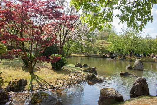 Een vijver in de Japanse Tuin van Hasselt omringd door sakura in volle bloei.